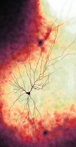 Synapse connections. Structure that permits a neuron or nerve cell to pass an electrical or chemical signal to another neuron. Brain. Neural network circuit of neurons stock photo