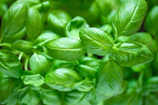 Basil, green growing leaves, top view, selective focus.