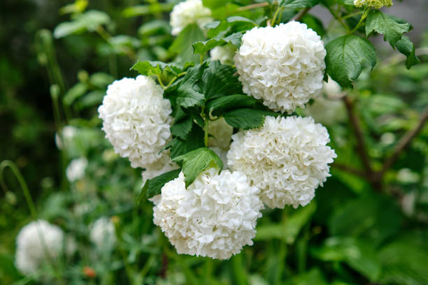 istock White peonies in garden 1399248736