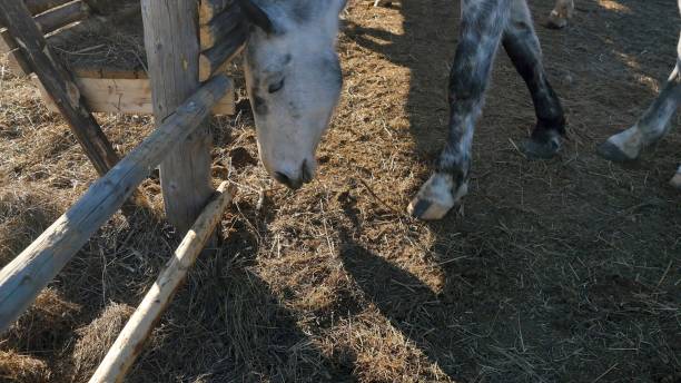 a close up of a horse as it eats hay. white horse eats - horse net hay bildbanksfoton och bilder