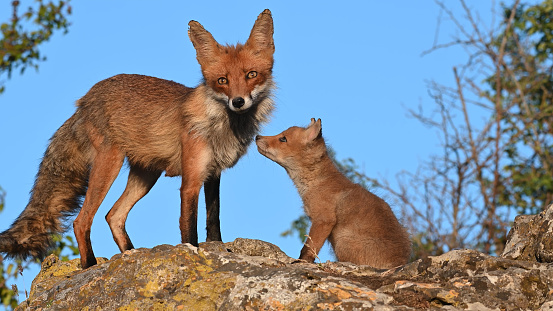 Red fox Vulpes vulpes in the wild. Fox with cubs. Close up.