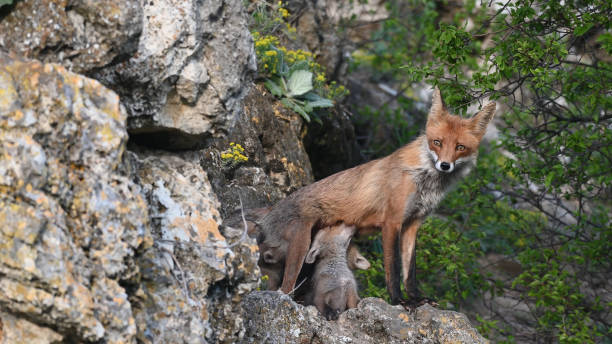 istock Red fox Vulpes vulpes in the wild 1399249769