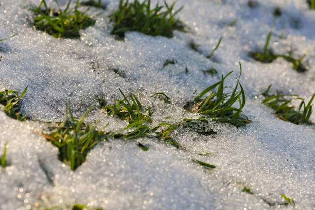 istock Green grass under the snow winter season 1399249777