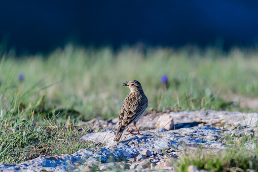 Sky Lark Alauda arvensis in the wild. Bird with an insect in its beak.