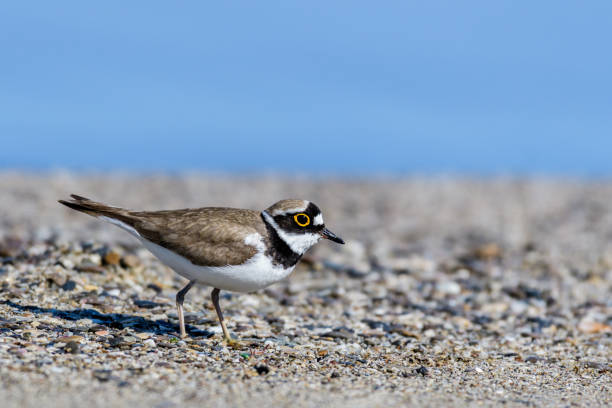 生息地の小さなリング状のプラバーチャラドリウス・デュビウス - golden plover ストックフォトと画像