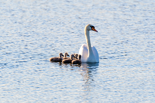 White mother swan swimming with little chicks.