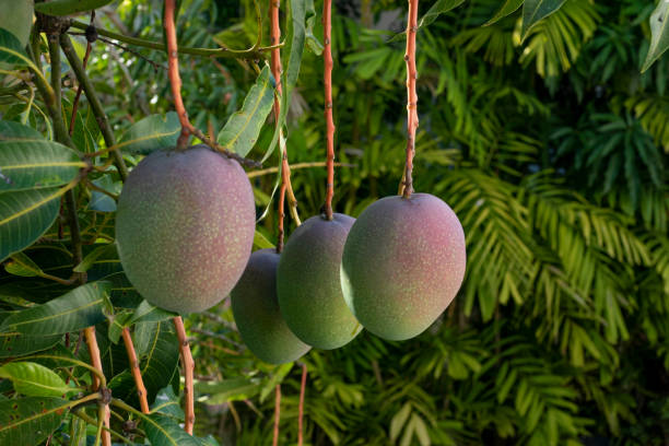 Unripe mangoes hanging on the tree