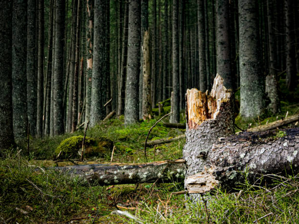 istock Broken tree in a forest in the Tatra National Park 1399249932