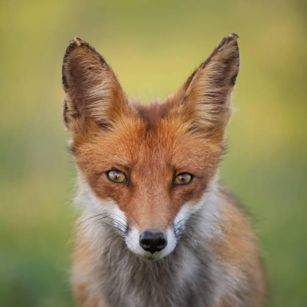 istock Portrait red fox Vulpes vulpes on a beautiful background 1399249934