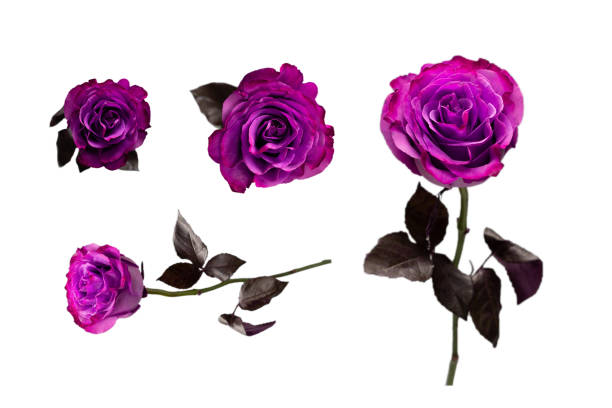 istock Orange rose isolated on a white background. 1399250015