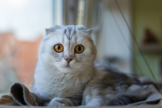 istock A grey Scottish fold-eared kitty in a home interior lies on a litter 1399250131