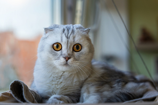 A grey Scottish fold-eared kitty. lies at the window on the balcony and looks with wide open eyes at the camera