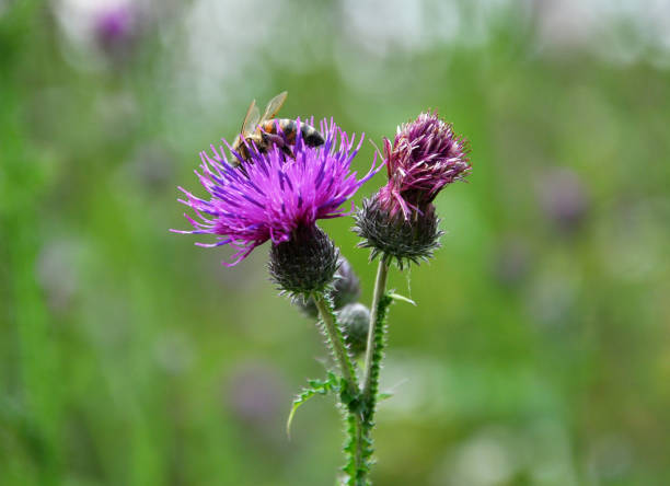 istock In the meadow among herbs blooms thistle (Carduus) . 1399250237