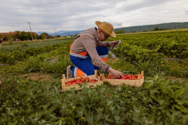 istock Senior man with hat strawberries 1399251405