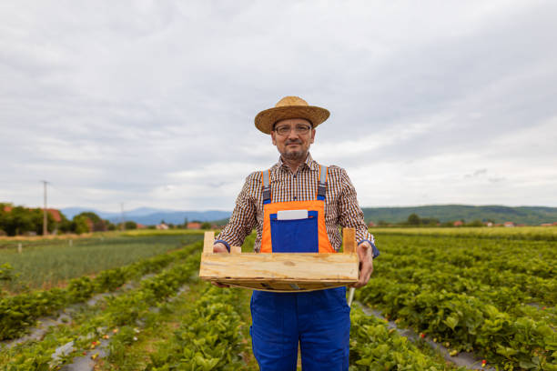 Mature, white man with sun hat and eyeglasses holding box of fruit at plantation. Harvest concept.