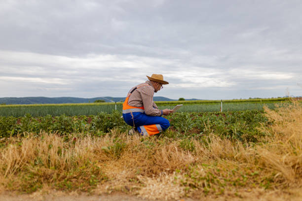 istock Agronomist controlling quality of vegetables 1399251425