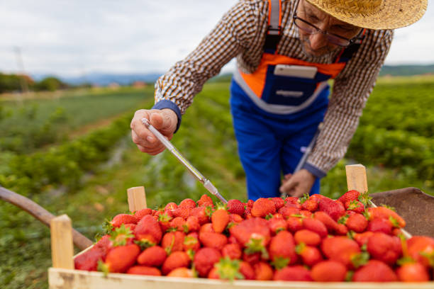 istock Farmer using instrument to measure sugar content in fruit 1399251486