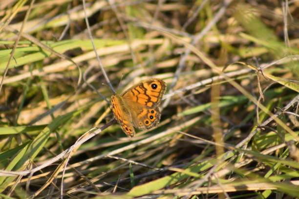 Close-up of lasiommata megera butterfly between plants with selective focus on it