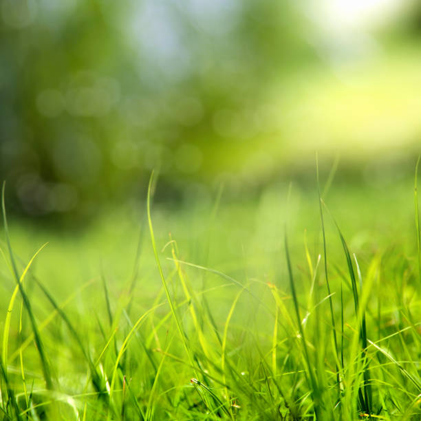istock Close up shiny green grass garden 1399252868
