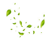 istock Flying green leaf. Organic cosmetic pattern. Fresh tea wind background. Vegan, eco, bio design element. Leaves vortex falling. Wave foliage ornament. Beauty product. Spring tree. Vector illustration 1399253065