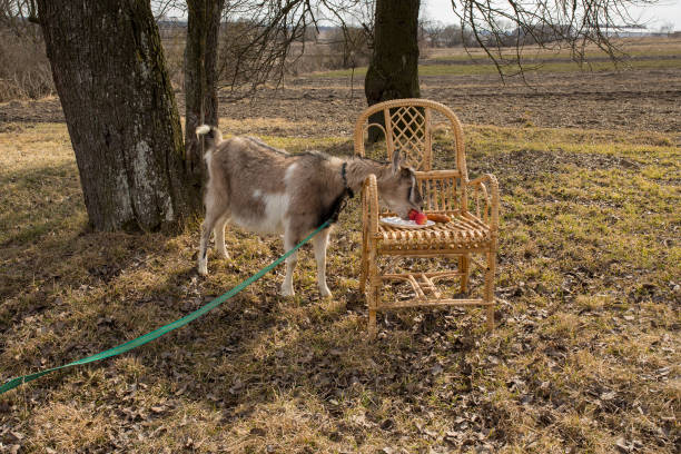 Goat eats apples from a chair near a tree.