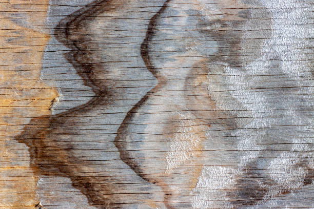 Closeup old weathered wood texture background with copy space Closeup old weathered wood texture background with copy space, horizontal composition pine wood grain stock pictures, royalty-free photos & images