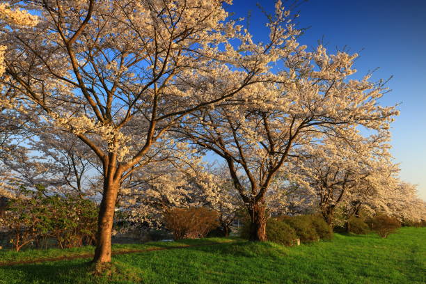 istock Blue sky and cherry blossoms in full bloom 1399257411