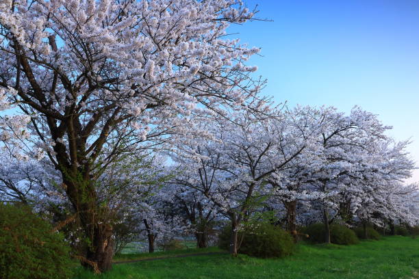 istock Blue sky and cherry blossoms in full bloom 1399257453