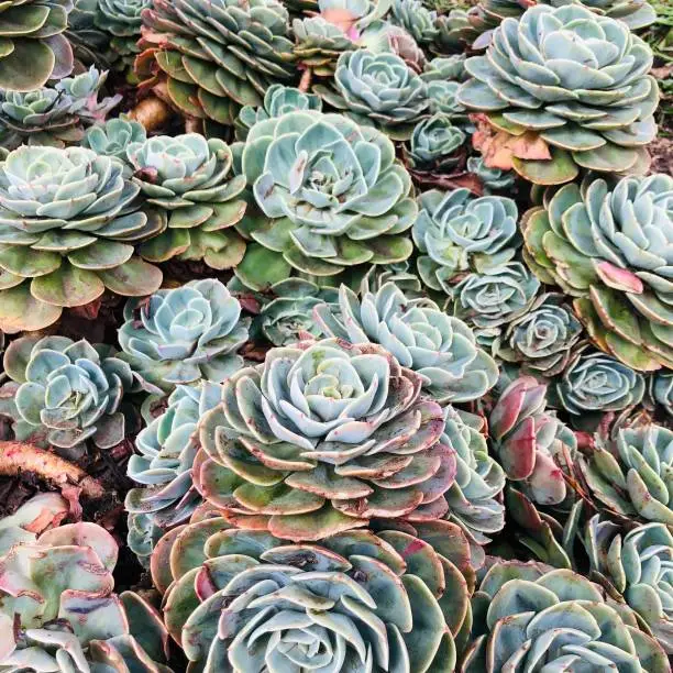 Succulents or succulent plants are those in which some organ is specialized in storing water in greater quantities than plants without this adaptation.