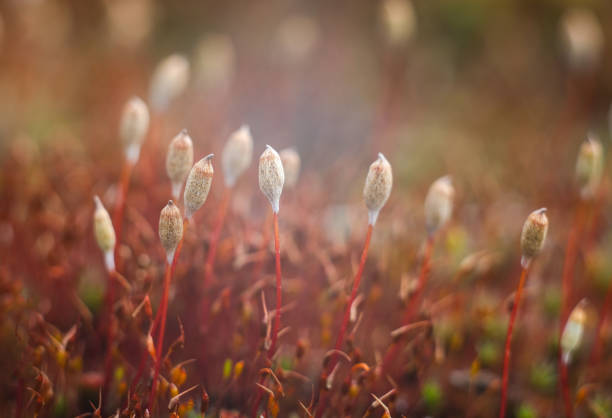 Macro of young moss. Microworld of forest moss. Moss close-up.