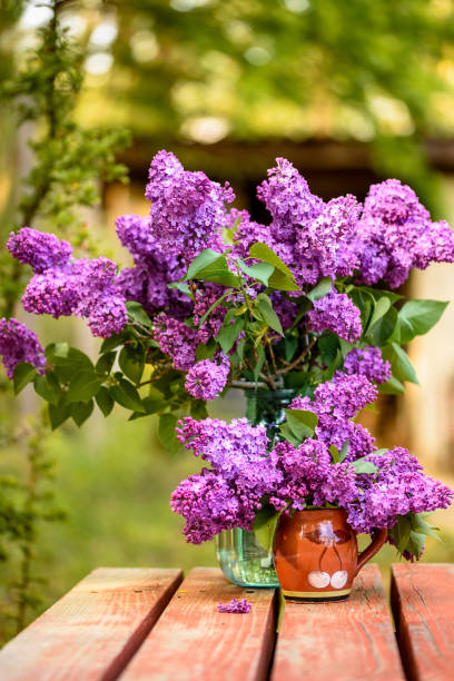 istock Syringa vulgaris 1399258670