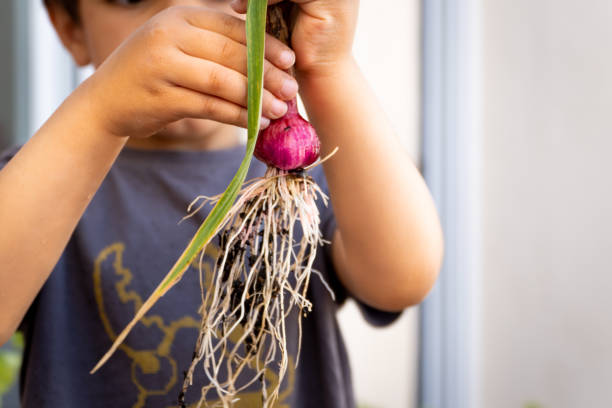 都会の庭や果樹園でニンニクの植物を収穫する小さな男の子 - orchard child crop little boys ストックフォトと画像