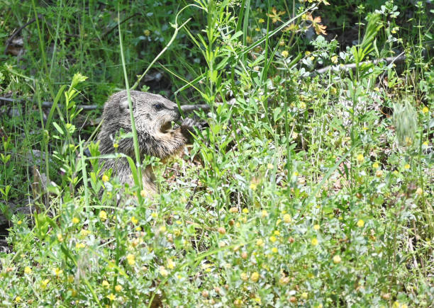 istock Baby Woodchuck 1399260781