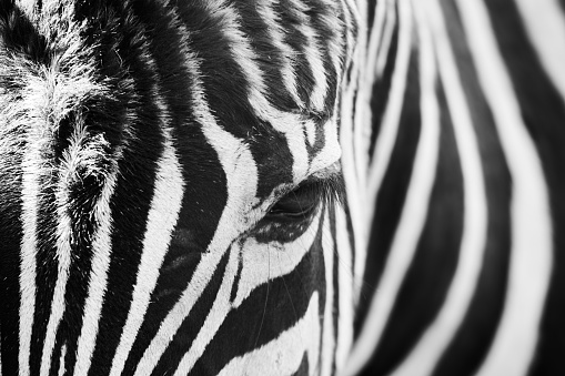 Close up of an eye of zebra