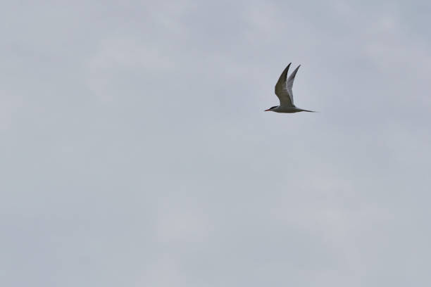 istock A closeup of a Common tern flying in the air 1399261469
