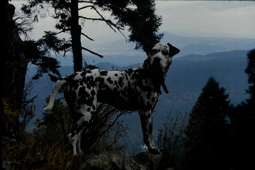 Dalmatian