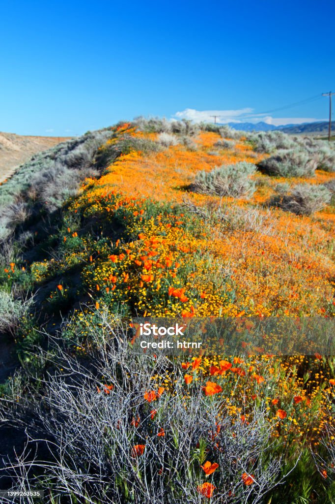 High desert ridge with California Golden Poppies Californian Sierra Nevada Stock Photo
