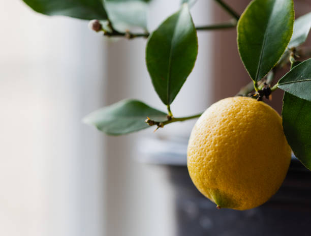 istock Close up of a lemon growing on potted lemon tree indoors. 1399264432