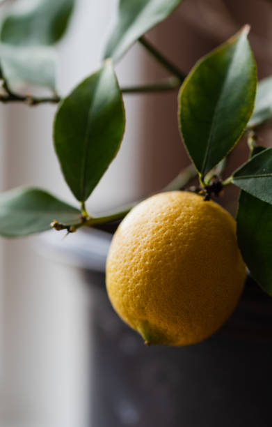 istock Close up of lemon growing on potted lemon tree indoors. 1399264434