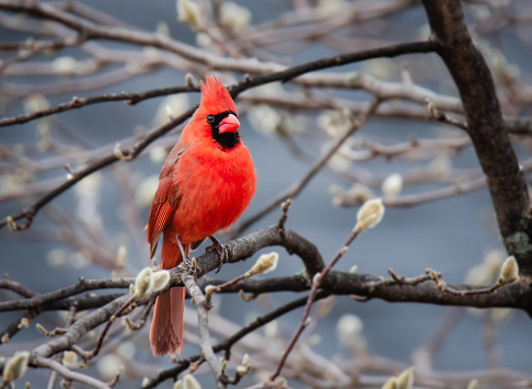 Close up of bright red cardinal bird sitting on tree branch in spring. in Kingston, Ontario, Canada