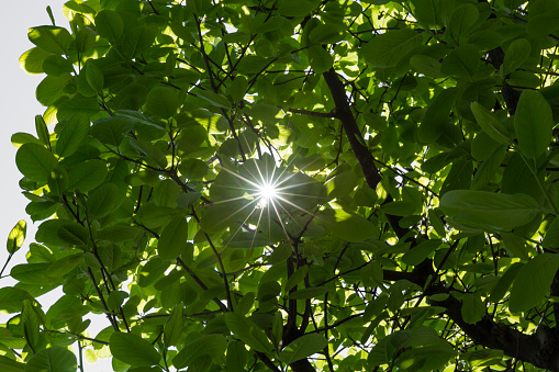 Ray Through Fresh Green Leaves In The Morning