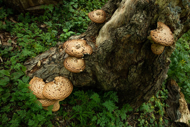 istock mushrooms or fungus on a tree in forest 1399266233