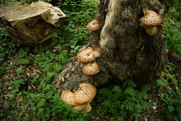 istock mushrooms or fungus on a tree in forest 1399266235