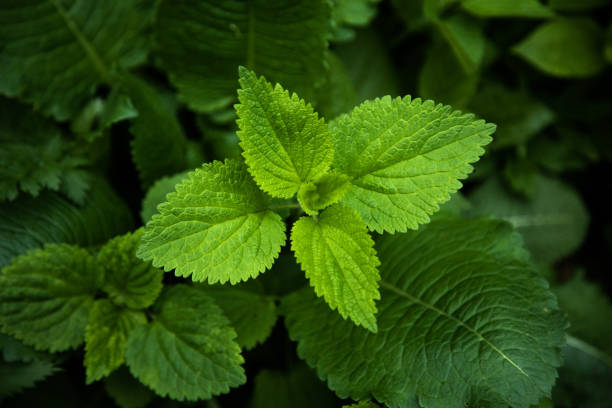 istock Plant of stinging nettles. 1399266241