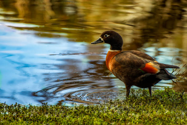 Australian Shelduck (Tadorna tadornoides),