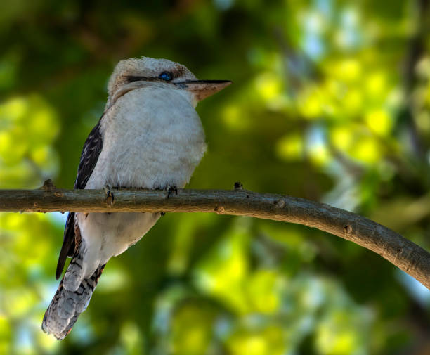 istock Australian Kookaburra also known as Dacelo novaeguineae. 1399266520