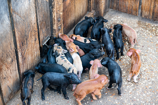 Baby pigs - piglets - confined in a pigsty