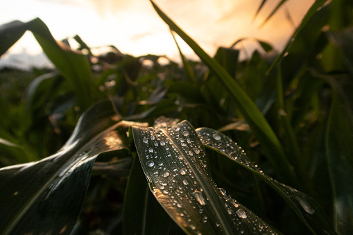 Raindrops on a corn plantation at sunset