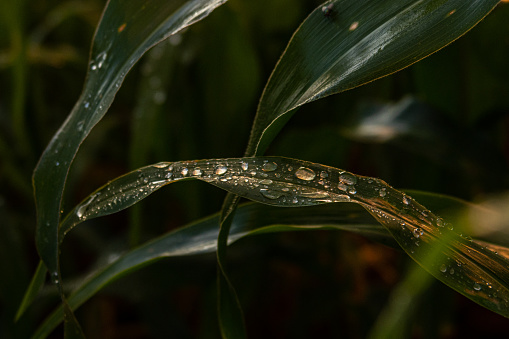 Fresh grass with dew drops at sunrise. Nature Background