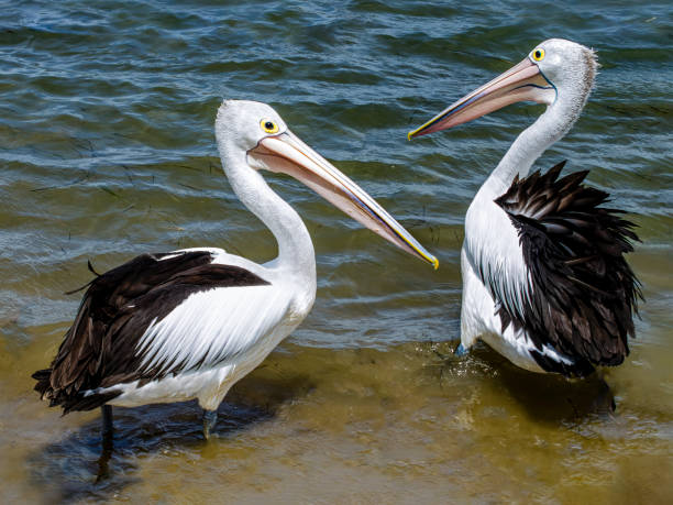 Two Australian pelicans (Pelecanus conspicillatus) Perth Western Australia